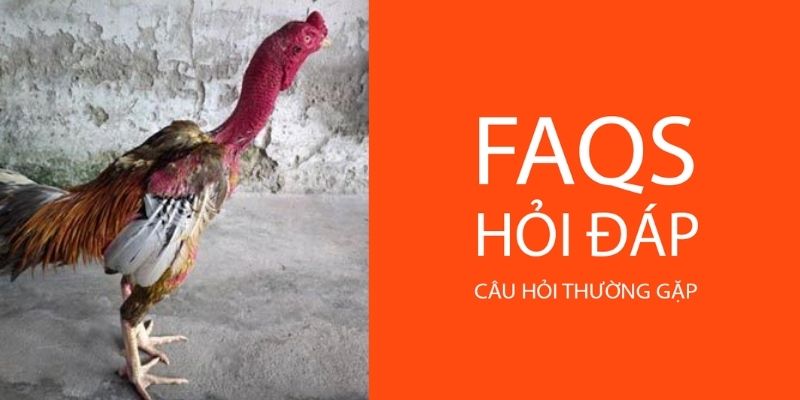 FAQ về Đá Hồi Mã Thương 