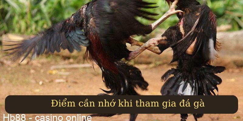 Điểm cần nhớ khi tham gia đấu gà.